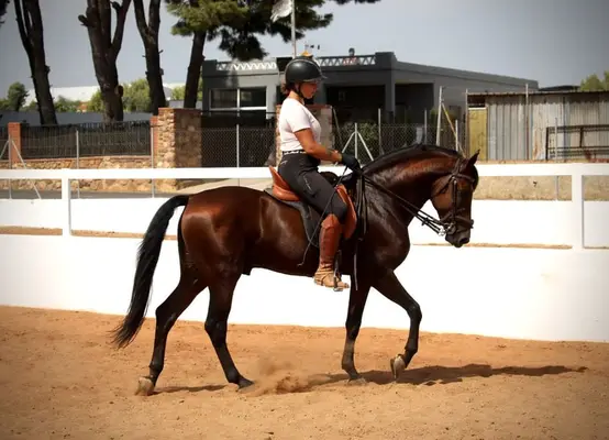 Bildschöner Andalusier-Wallach mit Top Gängen