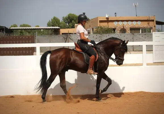 Bildschöner Andalusier-Wallach mit Top Gängen