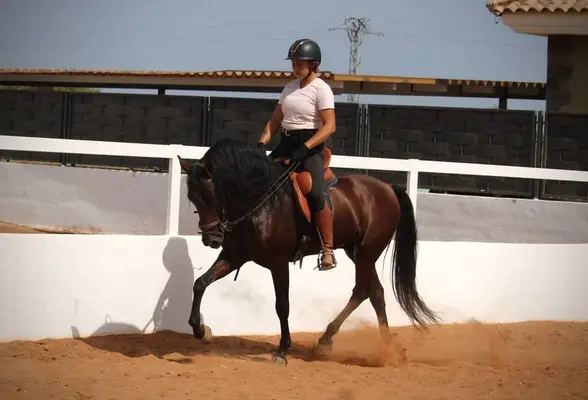 Bildschöner Andalusier-Wallach mit Top Gängen