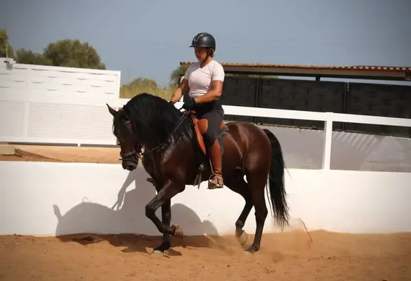 Bildschöner Andalusier-Wallach mit Top Gängen