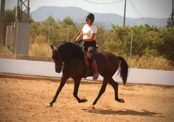 Bildschöner Andalusier-Wallach mit Top Gängen
