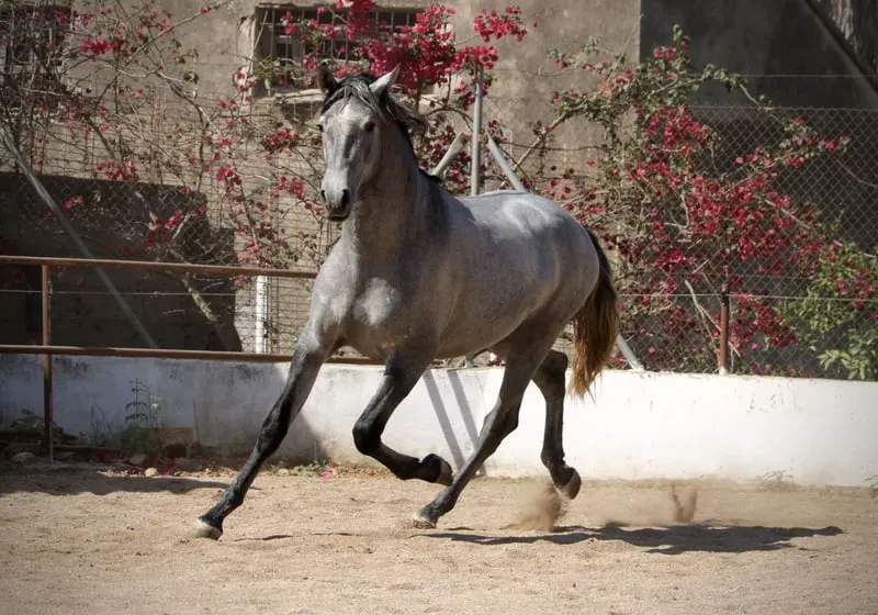 Large, young PRE stallion with outstanding potential