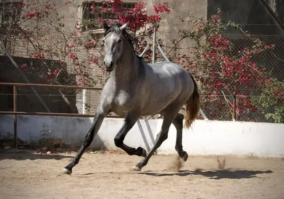 Gran semental PRE joven con potencial excepcional