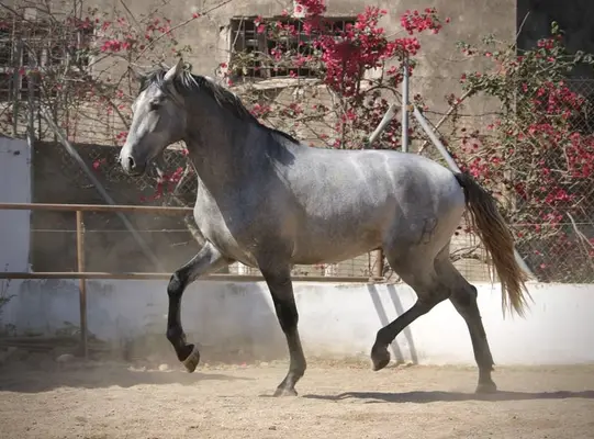 Large, young PRE stallion with outstanding potential