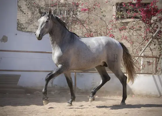 Large, young PRE stallion with outstanding potential