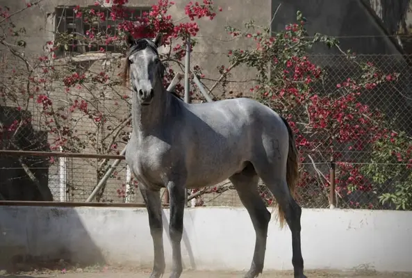 Large, young PRE stallion with outstanding potential
