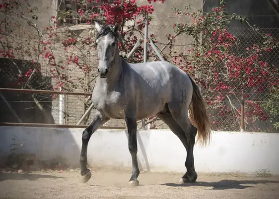 Large, young PRE stallion with outstanding potential