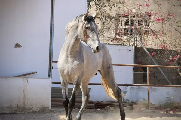 Large, young PRE stallion with outstanding potential