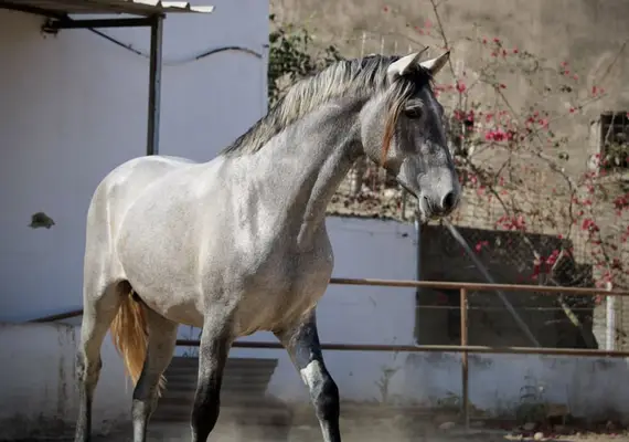 Large, young PRE stallion with outstanding potential