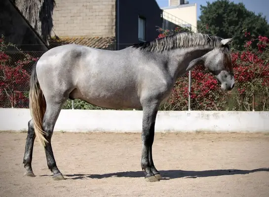 Large, young PRE stallion with outstanding potential