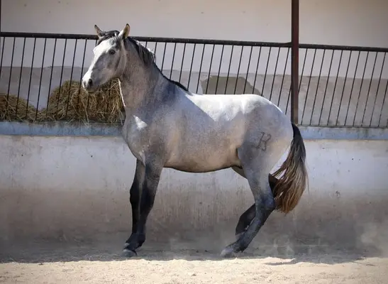 Large, young PRE stallion with outstanding potential