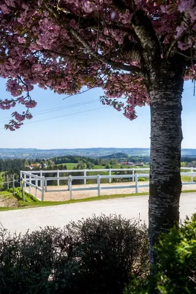 Urlaub auf Gut Buchenhof im Allgäu