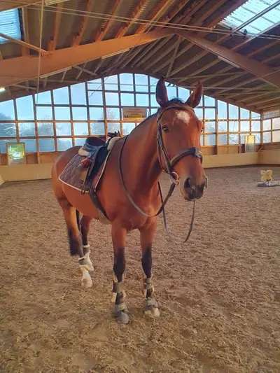 Reitanlage für Sport und Freizeitreiter