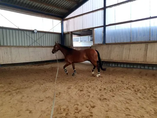 Reitanlage für Sport und Freizeitreiter
