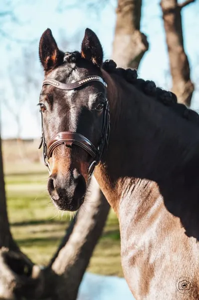 ✨ Grand Slam – German Sport Pony (DRP), 6 yo Dressage prospect