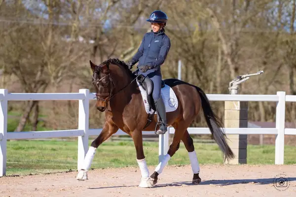 ✨ Grand Slam – German Sport Pony (DRP), 6 yo Dressage prospect