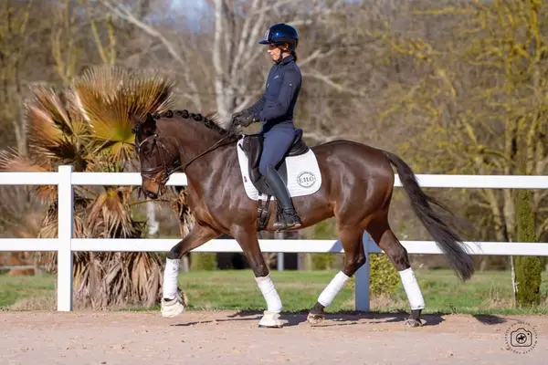 ✨ Grand Slam – German Sport Pony (DRP), 6 yo Dressage prospect