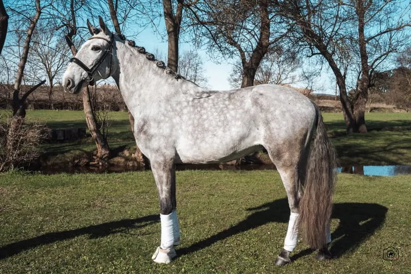 Beautiful 5yo Lusitano Gelding