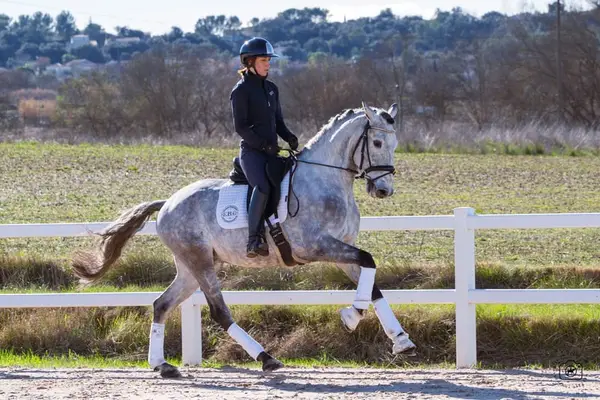Beautiful 5yo Lusitano Gelding