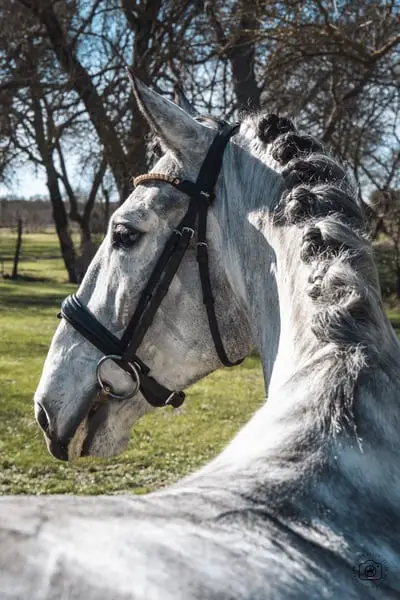 Beautiful 5yo Lusitano Gelding