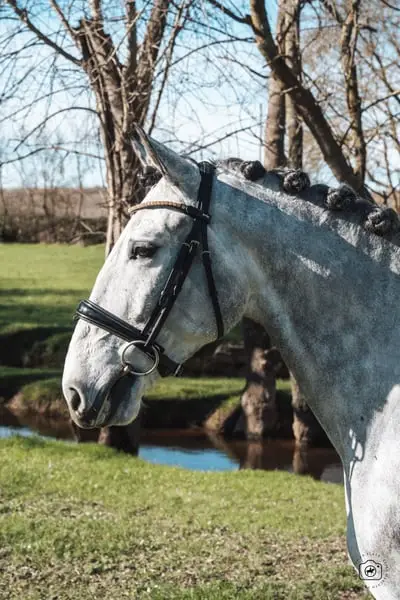 Beautiful 5yo Lusitano Gelding