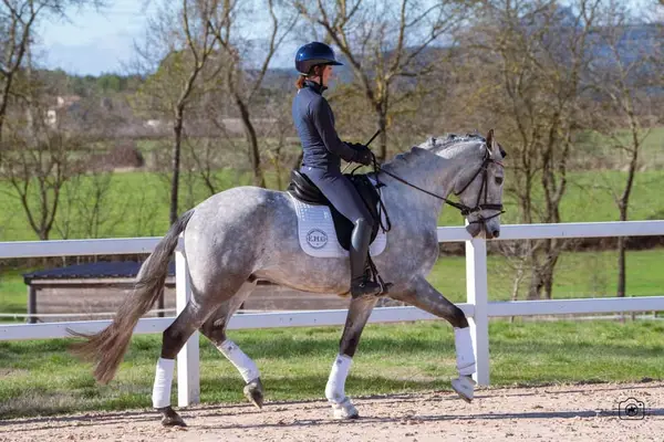 Beautiful 5yo Lusitano Gelding