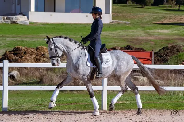 Beautiful 5yo Lusitano Gelding
