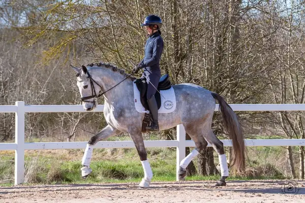 Beautiful 5yo Lusitano Gelding
