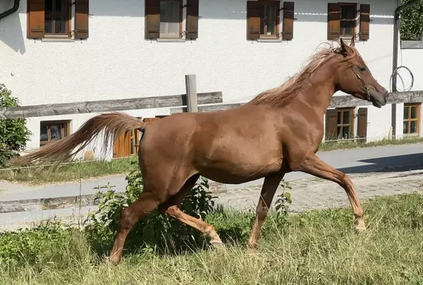 Ganggewaltige, nervenstarke Prinzessin