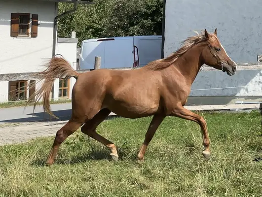 Ganggewaltige, nervenstarke Prinzessin