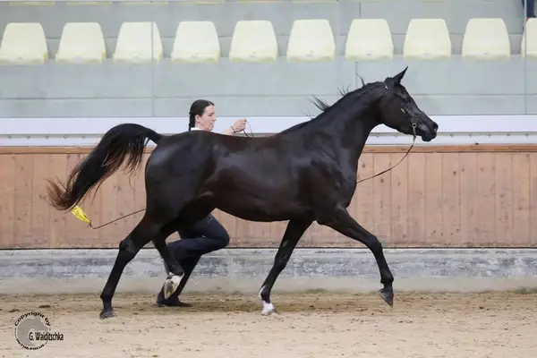 Young Purebred Arabian for Sport and Leisure