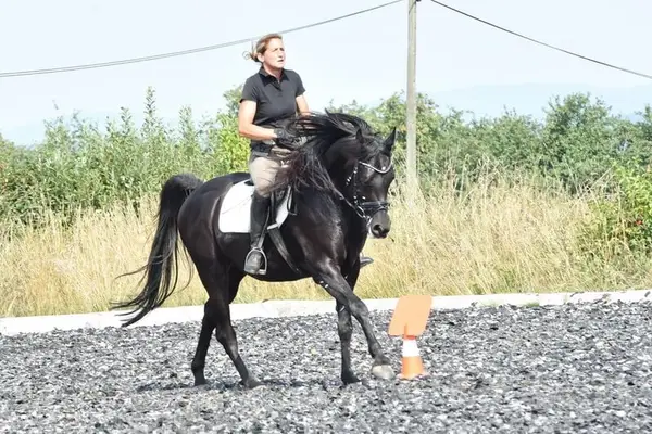 Junge Vollblutaraber für Sport und Freizeit