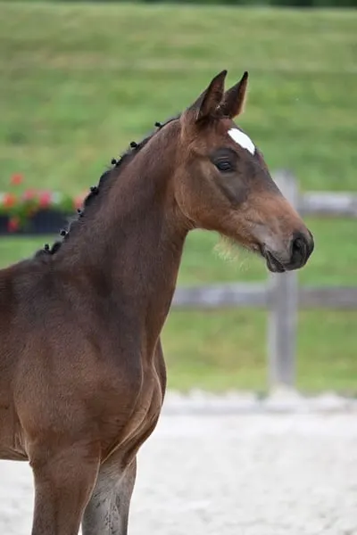 Top Springfohlen von Grandorado TN x Landprinz