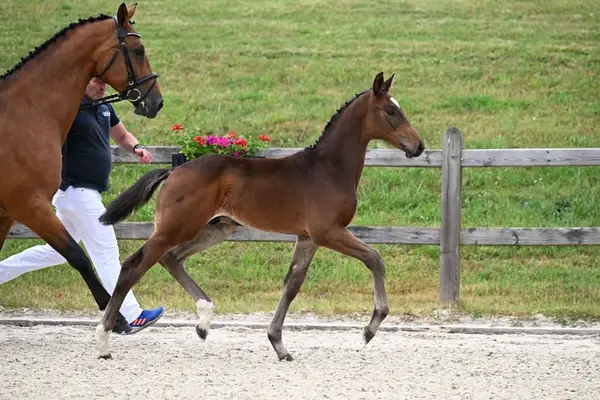 Top Springfohlen von Grandorado TN x Landprinz