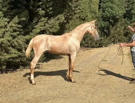 Seltene Palomino-Lusitano-Haflinger | Außergewöhnliche Größe & Bewegungsqualität