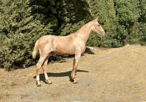 Seltene Palomino-Lusitano-Haflinger | Außergewöhnliche Größe & Bewegungsqualität