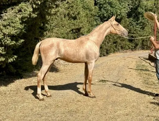 Seltene Palomino-Lusitano-Haflinger | Außergewöhnliche Größe & Bewegungsqualität