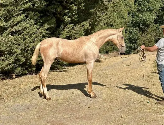 Seltene Palomino-Lusitano-Haflinger | Außergewöhnliche Größe & Bewegungsqualität