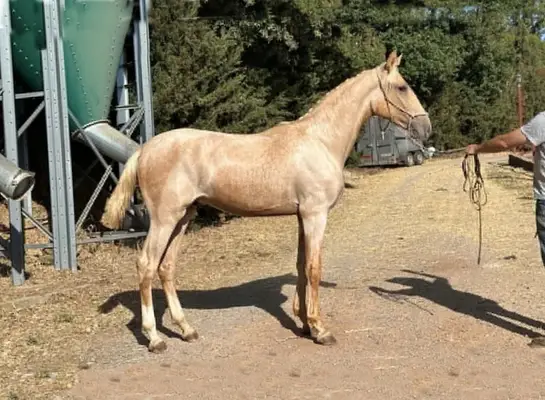 Seltene Palomino-Lusitano-Haflinger | Außergewöhnliche Größe & Bewegungsqualität
