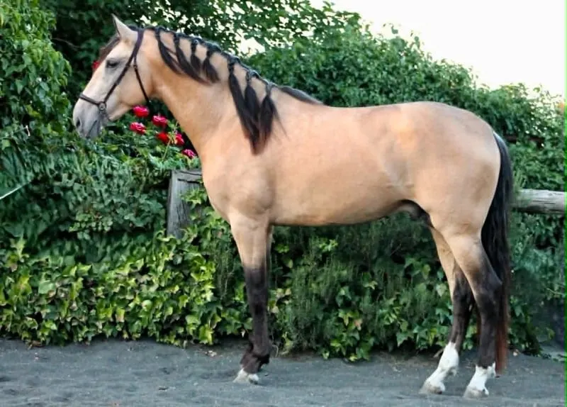 Hochwertiges PRE Buckskin in Top-Qualität