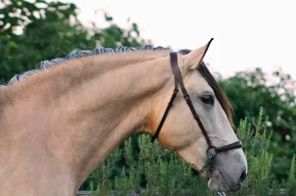 Hochwertiges PRE Buckskin in Top-Qualität