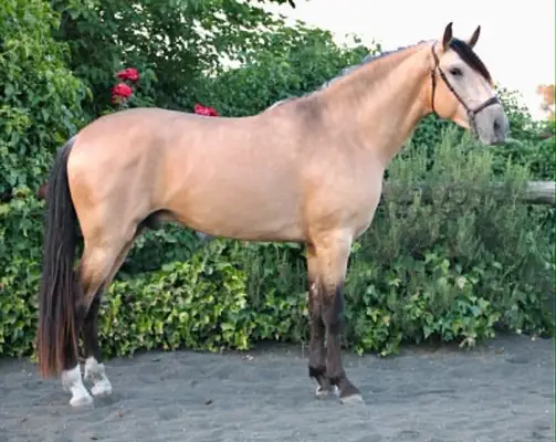 Hochwertiges PRE Buckskin in Top-Qualität