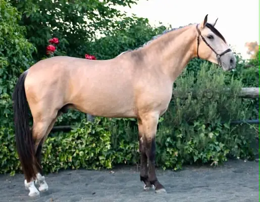 Hochwertiges PRE Buckskin in Top-Qualität