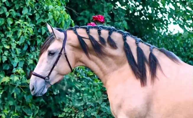 Hochwertiges PRE Buckskin in Top-Qualität