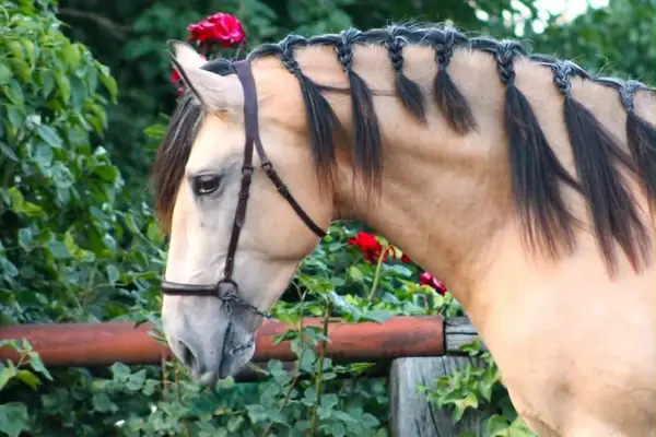 Hochwertiges PRE Buckskin in Top-Qualität