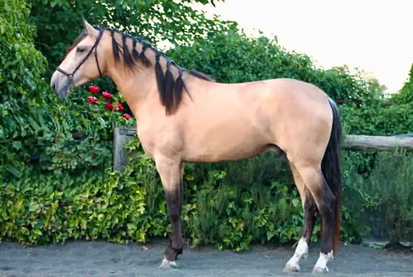 Hochwertiges PRE Buckskin in Top-Qualität