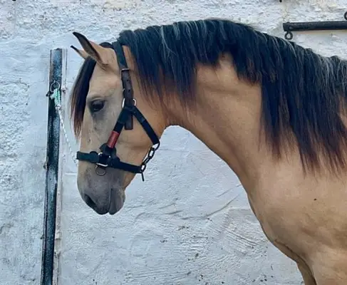 Hochwertiges PRE Buckskin in Top-Qualität