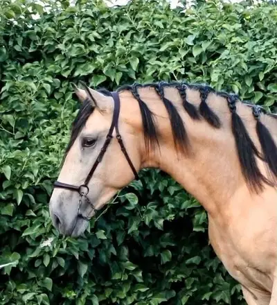 Hochwertiges PRE Buckskin in Top-Qualität
