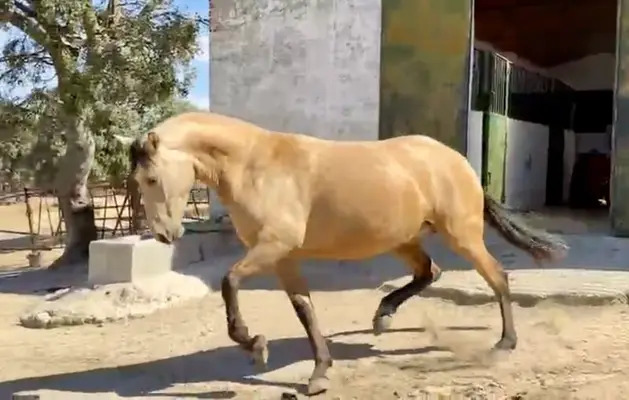 Außergewöhnliche Buckskin PRE-Stute – 3 Jahre alt | Tochter von Picaso