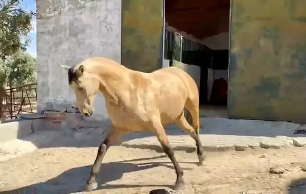 Außergewöhnliche Buckskin PRE-Stute – 3 Jahre alt | Tochter von Picaso